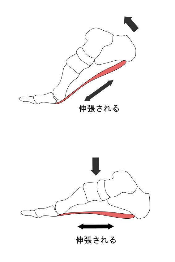 足底筋膜が伸張されるイメージ画像