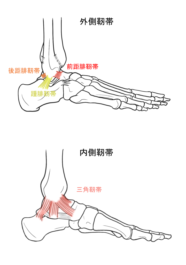 足関節の靭帯のイラスト