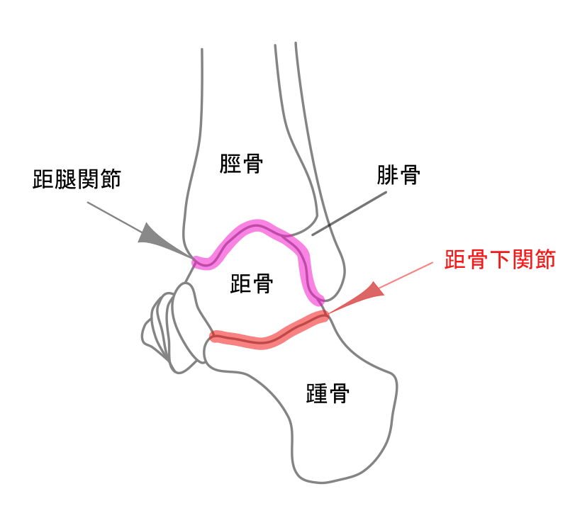 距骨下関節イラスト