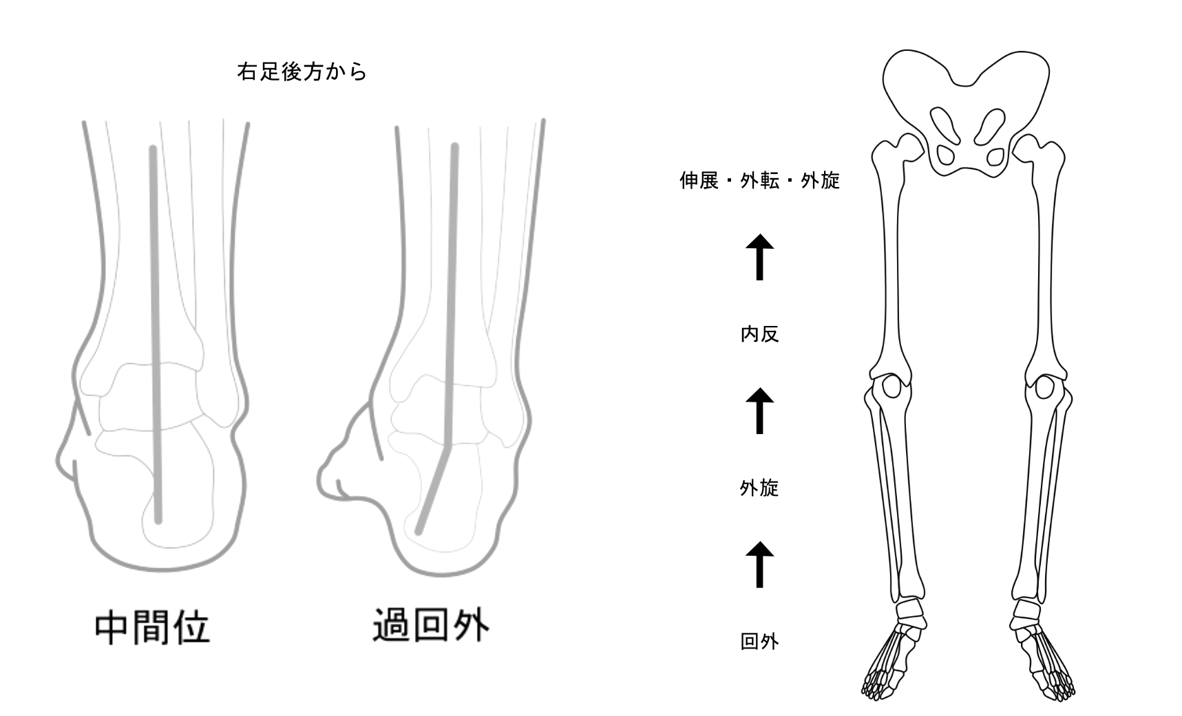 過回内・過回外 - 木野内接骨院木野内接骨院